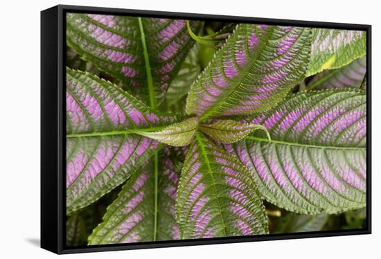 Persian Shield Leaves, Ann Arbor, Michigan '13-Monte Nagler-Framed Stretched Canvas