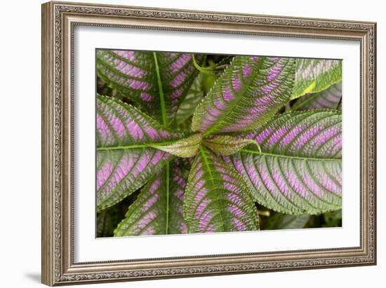 Persian Shield Leaves, Ann Arbor, Michigan '13-Monte Nagler-Framed Photographic Print