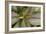 Persian Shield Leaves, Ann Arbor, Michigan '13-Monte Nagler-Framed Photographic Print