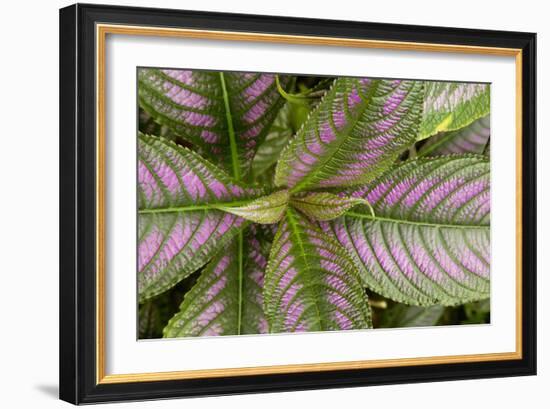 Persian Shield Leaves, Ann Arbor, Michigan '13-Monte Nagler-Framed Photographic Print