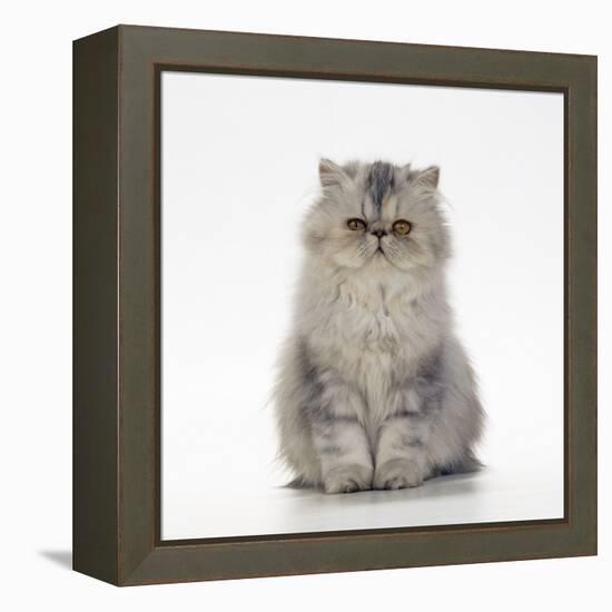 Persian Tortoiseshell Cameo Kitten-null-Framed Premier Image Canvas