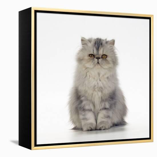 Persian Tortoiseshell Cameo Kitten-null-Framed Premier Image Canvas