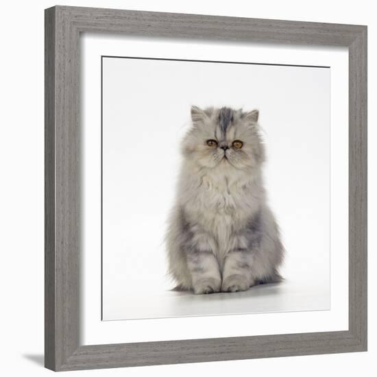 Persian Tortoiseshell Cameo Kitten-null-Framed Photographic Print