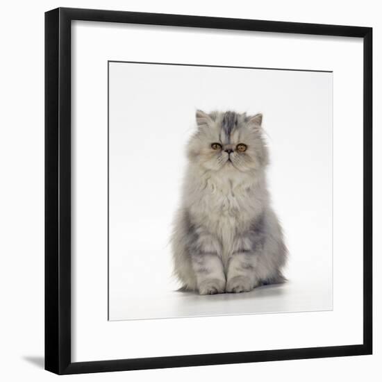 Persian Tortoiseshell Cameo Kitten-null-Framed Photographic Print