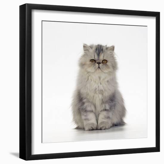 Persian Tortoiseshell Cameo Kitten-null-Framed Photographic Print