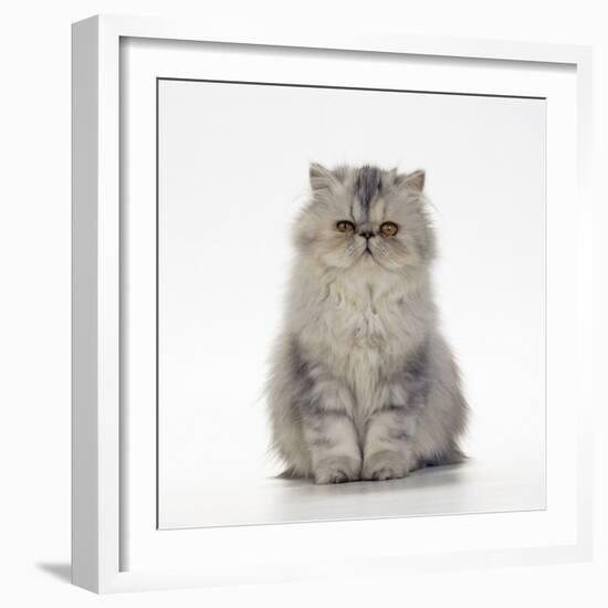 Persian Tortoiseshell Cameo Kitten-null-Framed Photographic Print