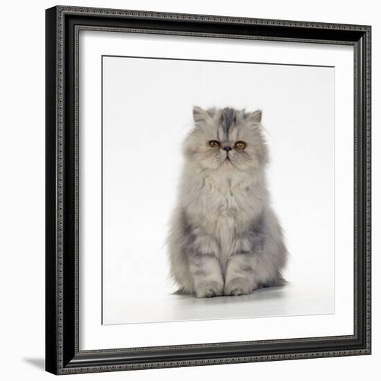 Persian Tortoiseshell Cameo Kitten-null-Framed Photographic Print