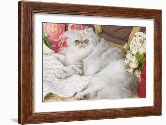 Persian-null-Framed Photographic Print