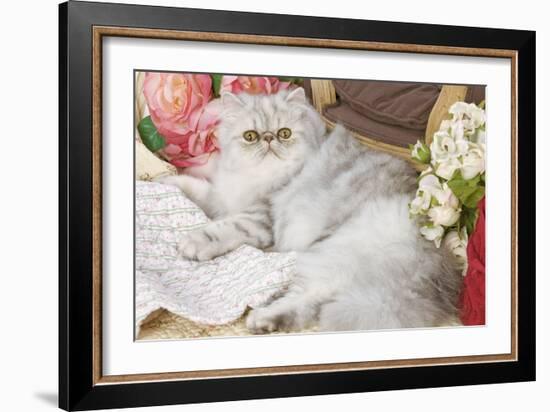 Persian-null-Framed Photographic Print