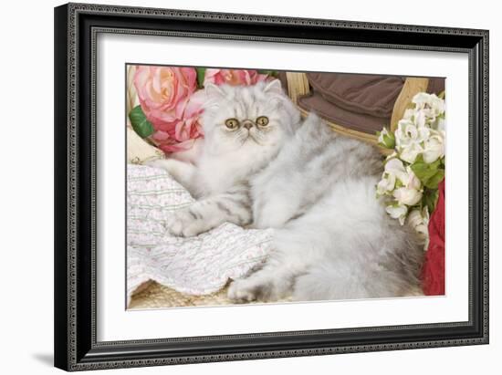 Persian-null-Framed Photographic Print