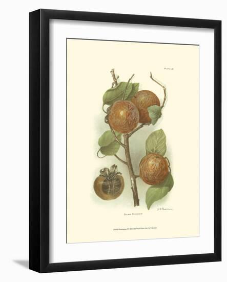 Persimmon I-null-Framed Art Print