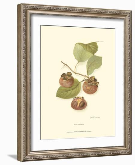 Persimmon II-null-Framed Art Print