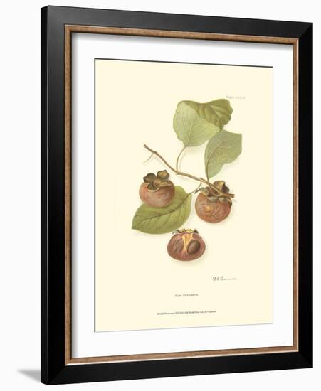 Persimmon II-null-Framed Art Print