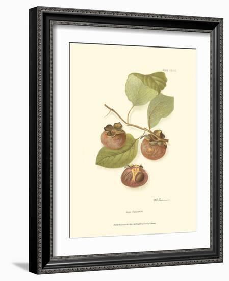 Persimmon II-null-Framed Art Print