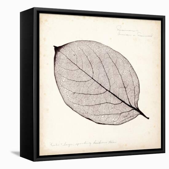 Persimmon Leaf-Booker Morey-Framed Stretched Canvas