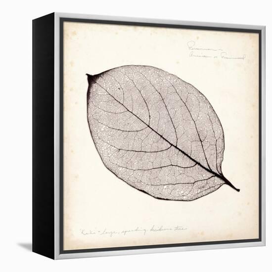 Persimmon Leaf-Booker Morey-Framed Stretched Canvas