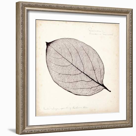 Persimmon Leaf-Booker Morey-Framed Premium Giclee Print