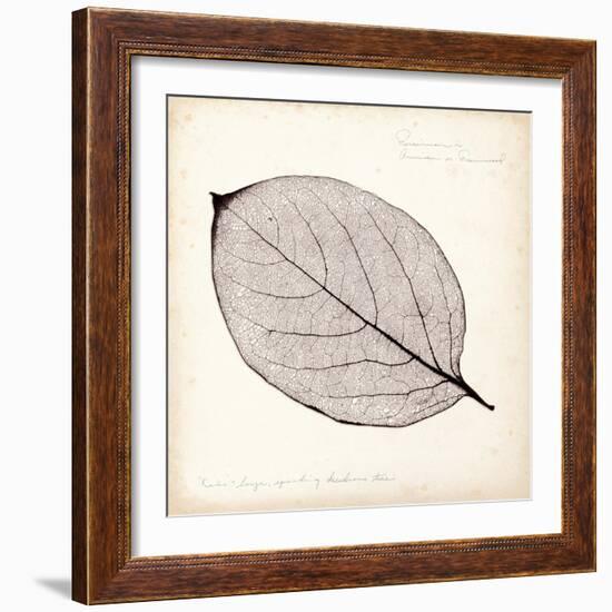 Persimmon Leaf-Booker Morey-Framed Premium Giclee Print