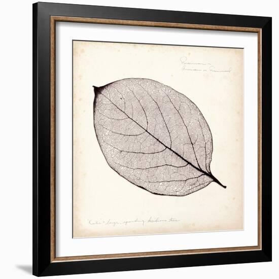 Persimmon Leaf-Booker Morey-Framed Premium Giclee Print