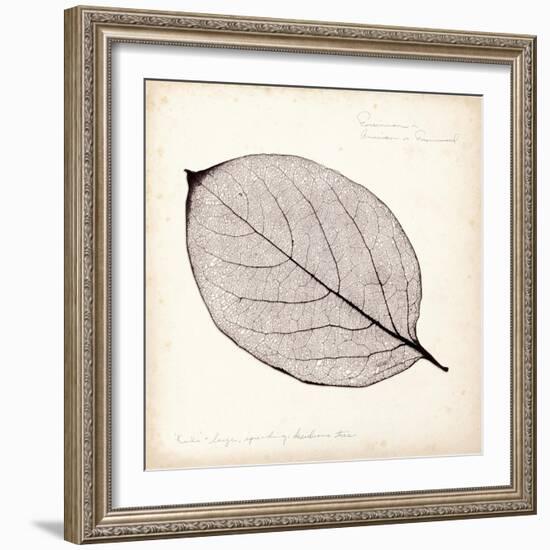 Persimmon Leaf-Booker Morey-Framed Art Print