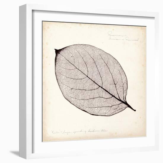 Persimmon Leaf-Booker Morey-Framed Art Print