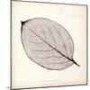 Persimmon Leaf-Booker Morey-Mounted Art Print