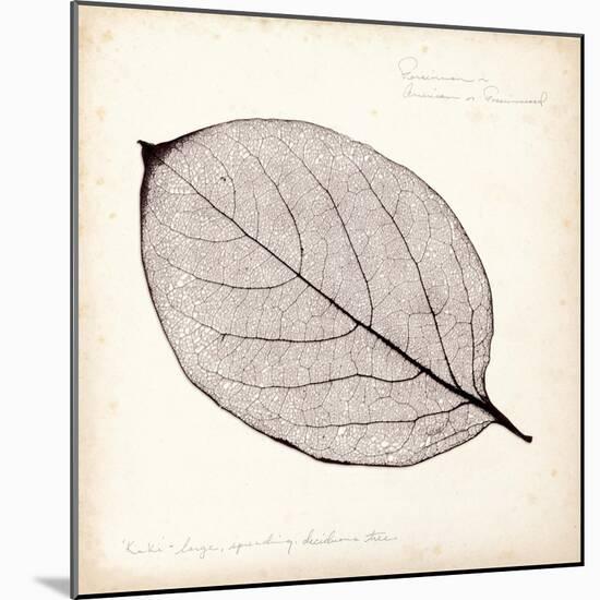 Persimmon Leaf-Booker Morey-Mounted Art Print