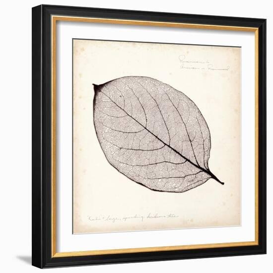 Persimmon Leaf-Booker Morey-Framed Art Print