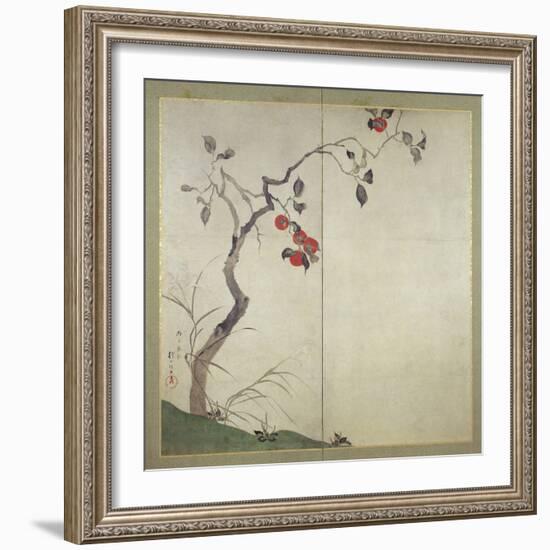 Persimmon on Tree (Ink, Colours and Gold on Paper)-Sakai Hoitsu-Framed Giclee Print