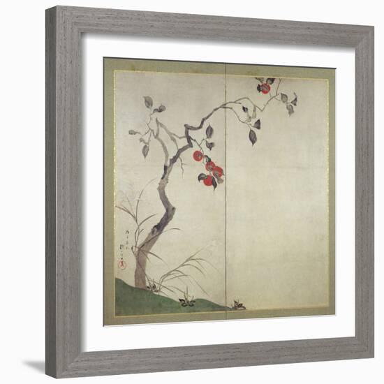 Persimmon on Tree (Ink, Colours and Gold on Paper)-Sakai Hoitsu-Framed Giclee Print