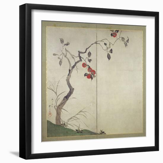 Persimmon on Tree (Ink, Colours and Gold on Paper)-Sakai Hoitsu-Framed Giclee Print