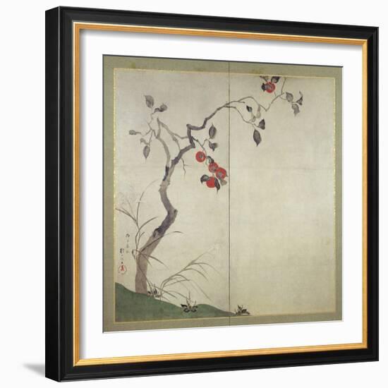 Persimmon on Tree (Ink, Colours and Gold on Paper)-Sakai Hoitsu-Framed Giclee Print