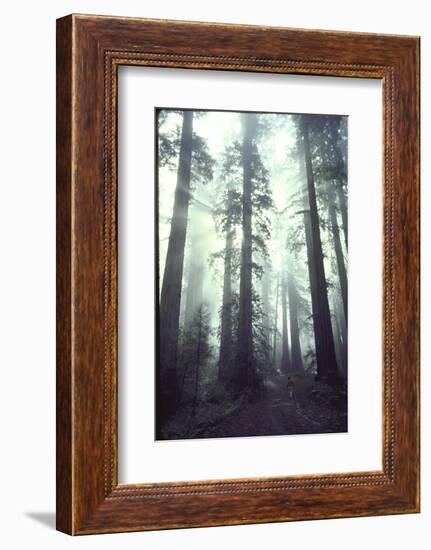 Person Dwarfed by Massive Redwoods Breaking Through Morning Fog and Sunlight-Ralph Crane-Framed Photographic Print