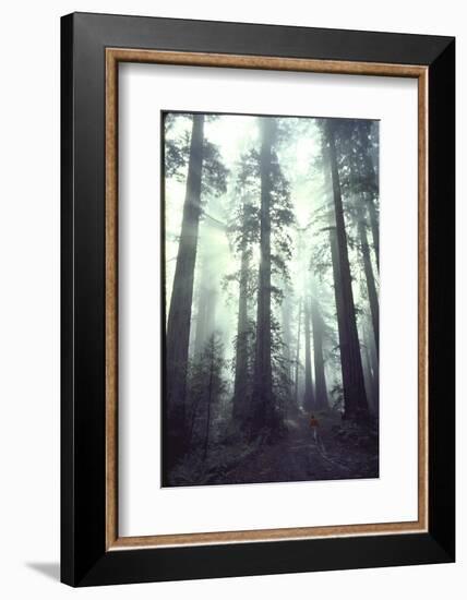 Person Dwarfed by Massive Redwoods Breaking Through Morning Fog and Sunlight-Ralph Crane-Framed Photographic Print