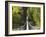 Person on Huon Swinging Bridge Over Huon River, Tahune Forest Reserve, Tasmania, Australia-David Wall-Framed Photographic Print