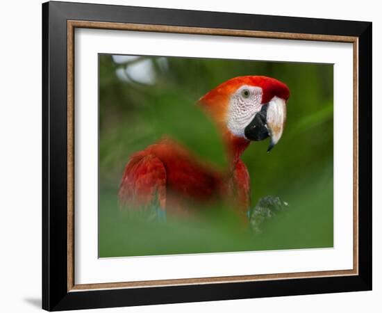 Peru; a Brilliant Scarlet Macaw in the Tropical Forest of the Amazon Basin-Nigel Pavitt-Framed Photographic Print