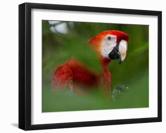 Peru; a Brilliant Scarlet Macaw in the Tropical Forest of the Amazon Basin-Nigel Pavitt-Framed Photographic Print