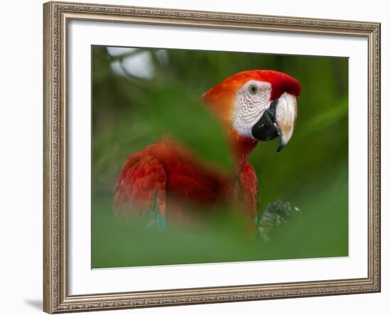 Peru; a Brilliant Scarlet Macaw in the Tropical Forest of the Amazon Basin-Nigel Pavitt-Framed Photographic Print