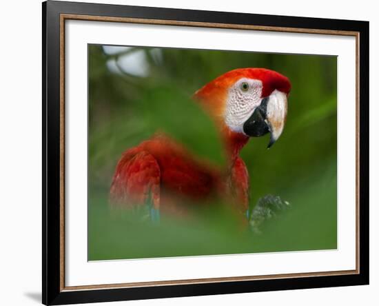 Peru; a Brilliant Scarlet Macaw in the Tropical Forest of the Amazon Basin-Nigel Pavitt-Framed Photographic Print