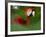 Peru; a Brilliant Scarlet Macaw in the Tropical Forest of the Amazon Basin-Nigel Pavitt-Framed Photographic Print