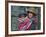 Peru, a Young Peruvian Girl-Nigel Pavitt-Framed Photographic Print