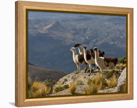 Peru, Llamas in the Bleak Altiplano of the High Andes Near Colca Canyon-Nigel Pavitt-Framed Premier Image Canvas