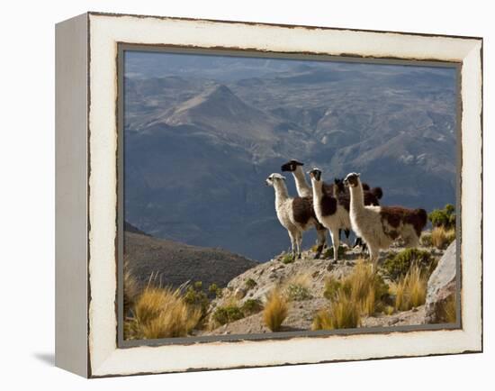 Peru, Llamas in the Bleak Altiplano of the High Andes Near Colca Canyon-Nigel Pavitt-Framed Premier Image Canvas