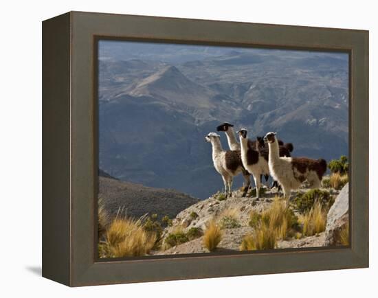 Peru, Llamas in the Bleak Altiplano of the High Andes Near Colca Canyon-Nigel Pavitt-Framed Premier Image Canvas