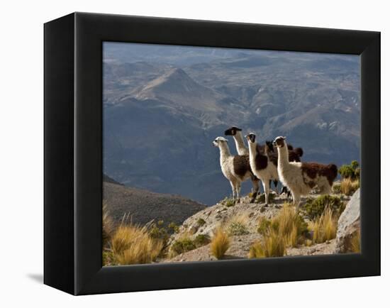 Peru, Llamas in the Bleak Altiplano of the High Andes Near Colca Canyon-Nigel Pavitt-Framed Premier Image Canvas