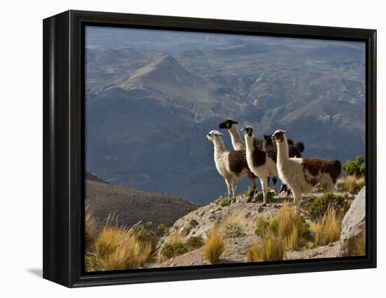 Peru, Llamas in the Bleak Altiplano of the High Andes Near Colca Canyon-Nigel Pavitt-Framed Premier Image Canvas