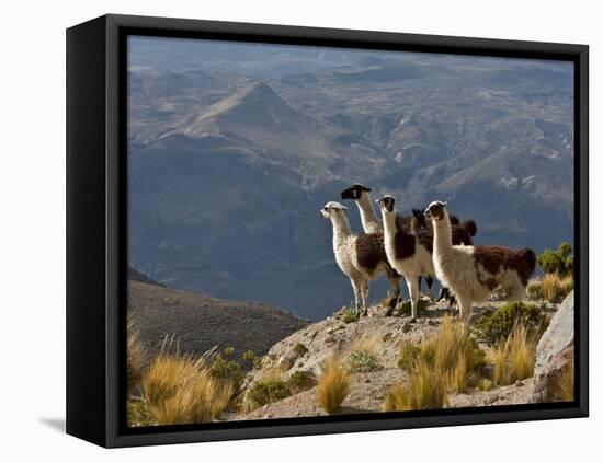 Peru, Llamas in the Bleak Altiplano of the High Andes Near Colca Canyon-Nigel Pavitt-Framed Premier Image Canvas