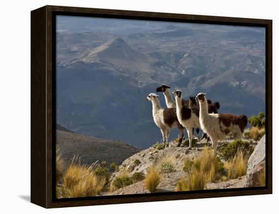 Peru, Llamas in the Bleak Altiplano of the High Andes Near Colca Canyon-Nigel Pavitt-Framed Premier Image Canvas
