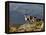 Peru, Llamas in the Bleak Altiplano of the High Andes Near Colca Canyon-Nigel Pavitt-Framed Premier Image Canvas