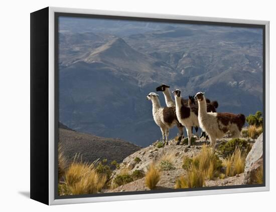 Peru, Llamas in the Bleak Altiplano of the High Andes Near Colca Canyon-Nigel Pavitt-Framed Premier Image Canvas